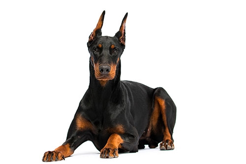 狗狗智商大比拼-都柏文 Dobermann Pinscher